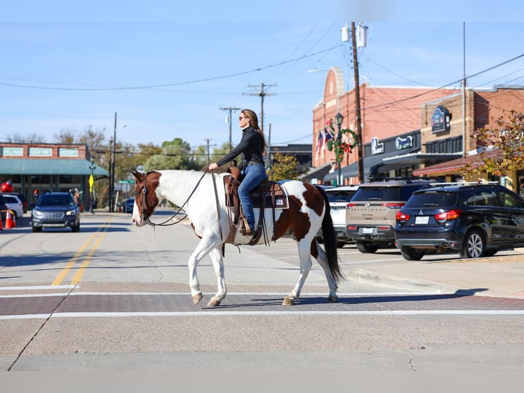 Draft Horse Mix Gelding 10 years 15,3 hh Pinto in Forney