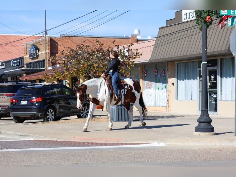 Draft Horse Mix Gelding 10 years 15,3 hh Pinto in Forney