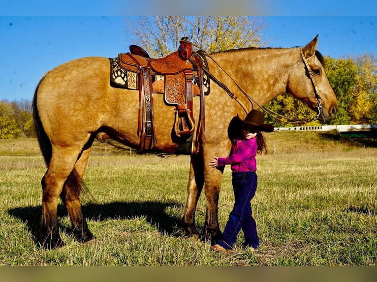 Draft Horse Mix Gelding 10 years 16,1 hh Buckskin in Valley Springs, SD