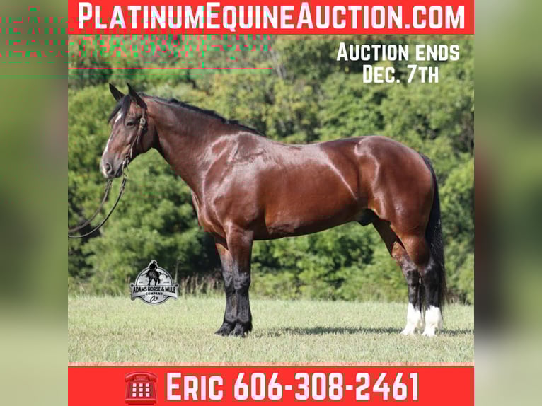 Draft Horse Gelding 10 years 16.2 hh Bay in Mount Vernon, KY