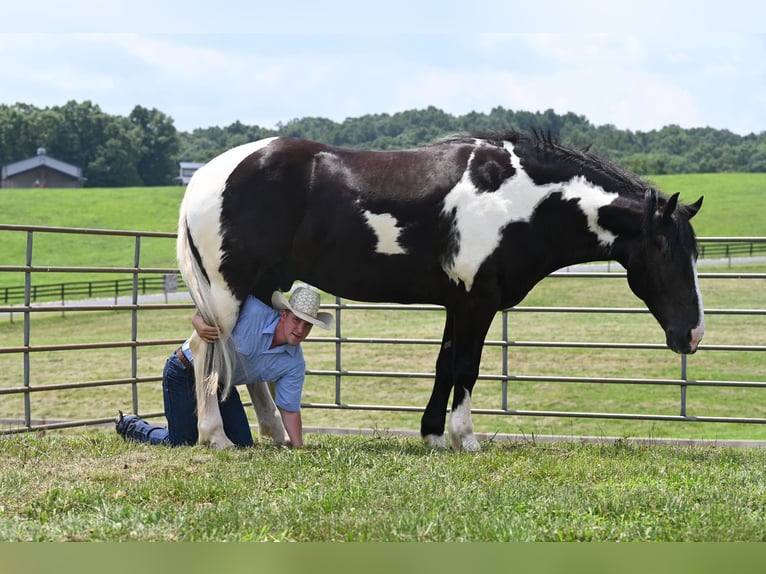 Draft Horse Gelding 10 years 16,2 hh Tobiano-all-colors in Jackson OH
