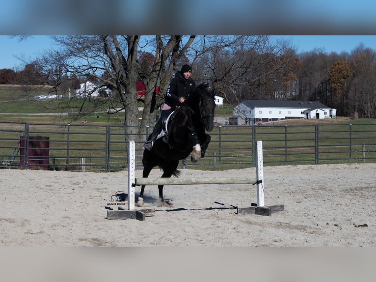 Draft Horse Mix Gelding 10 years 16 hh Black in Fredericksburg