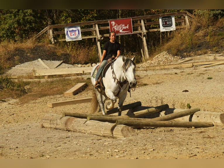 Draft Horse Mix Gelding 10 years 16 hh Grey in Fresno