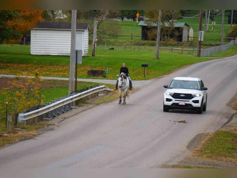 Draft Horse Mix Gelding 10 years 16 hh Grey in Fresno