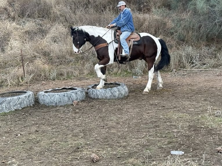 Draft Horse Gelding 10 years 16 hh Tobiano-all-colors in Paicines Tobiano