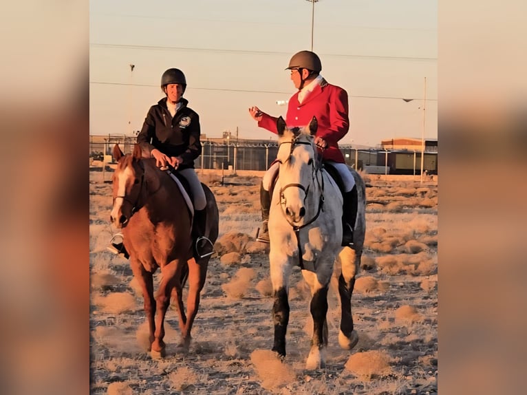Draft Horse Mix Gelding 10 years 17 hh Grey-Dapple in Roswell, New Mexico