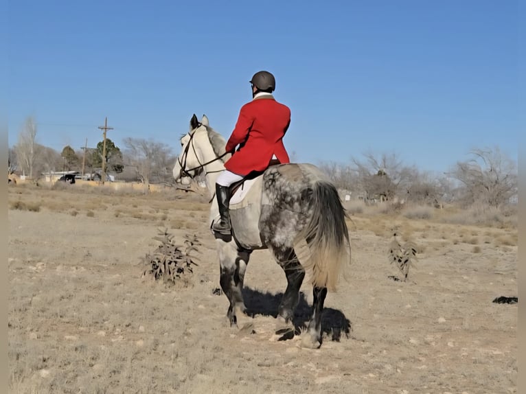 Draft Horse Mix Gelding 10 years 17 hh Grey-Dapple in Roswell, New Mexico