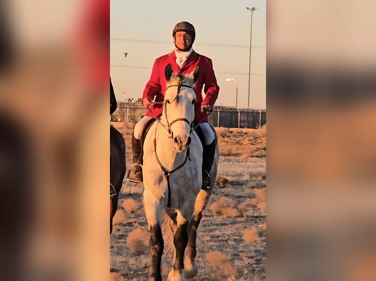 Draft Horse Mix Gelding 10 years 17 hh Grey-Dapple in Roswell, New Mexico