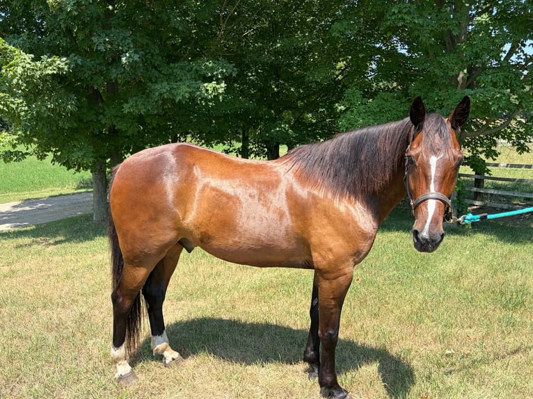Draft Horse Gelding 10 years Bay in Allegan