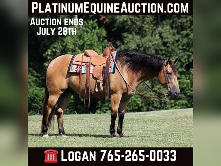 Draft Horse Gelding 10 years Buckskin in Level Green Ky