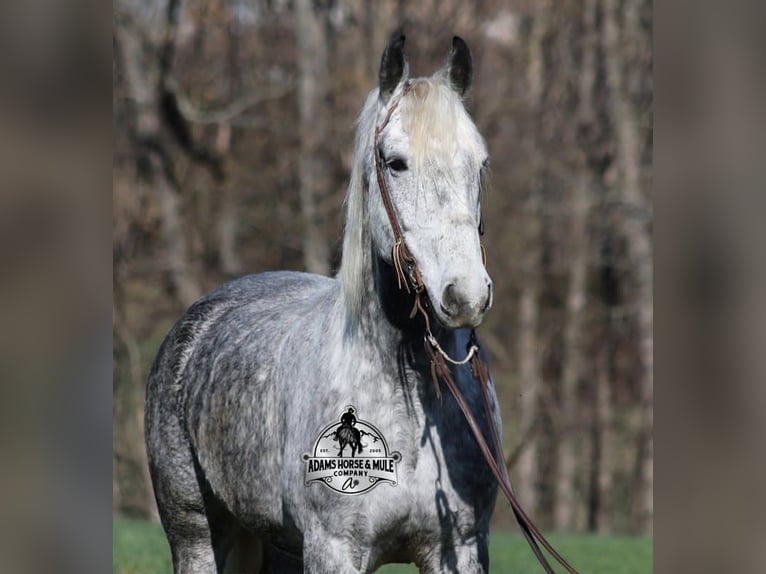 Draft Horse Mix Gelding 10 years Grey in Mount Vernon