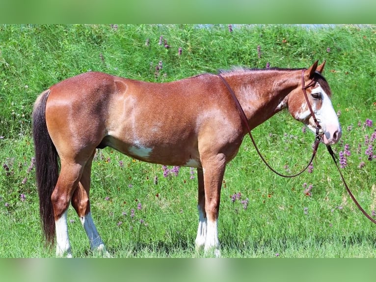 Draft Horse Gelding 11 years 14,2 hh Roan-Bay in Lampasas