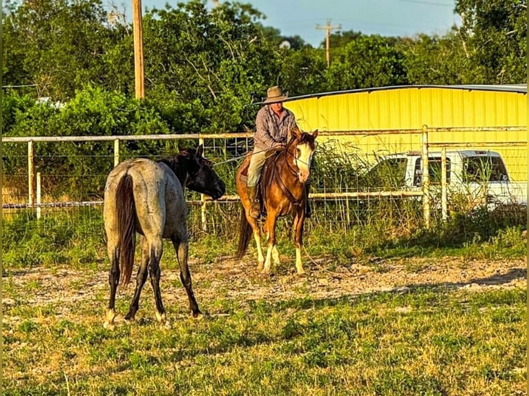 Draft Horse Gelding 11 years 14,2 hh Roan-Bay in Lampasas