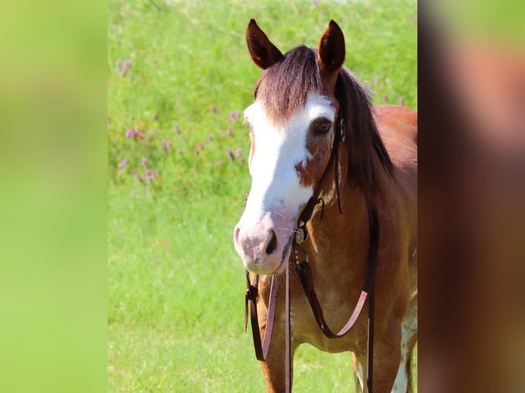 Draft Horse Gelding 11 years 14,2 hh Roan-Bay in Lampasas