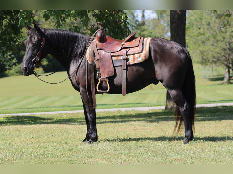 Draft Horse Gelding 11 years 15,1 hh Black in Sanora KY