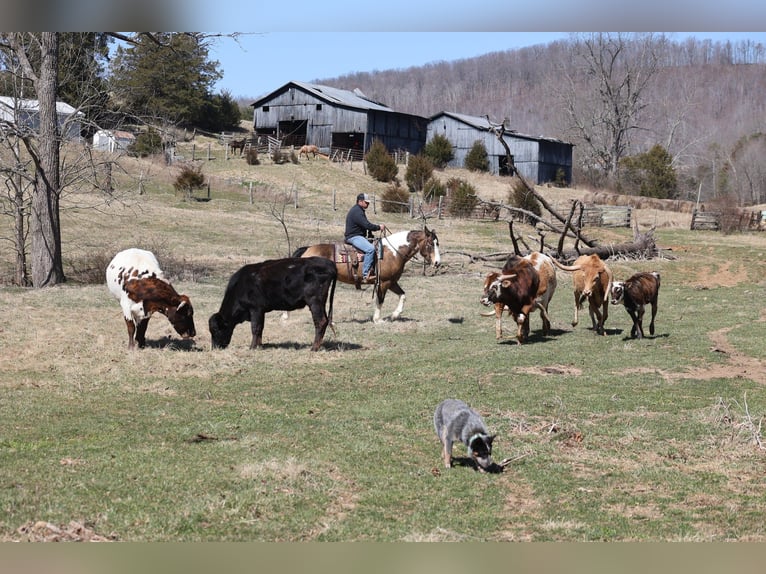 Draft Horse Gelding 11 years 15,1 hh Buckskin in Brodhead, KY