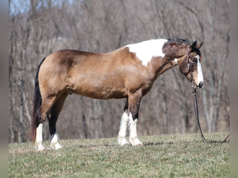 Draft Horse Gelding 11 years 15,1 hh Buckskin in Brodhead, KY