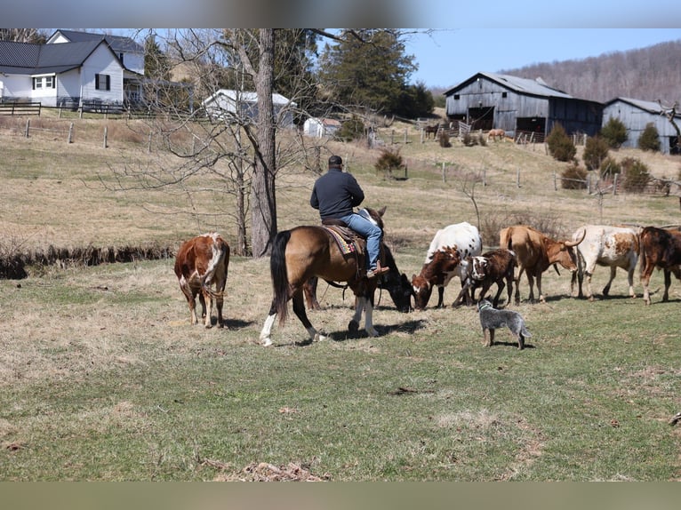 Draft Horse Gelding 11 years 15,1 hh Buckskin in Brodhead, KY