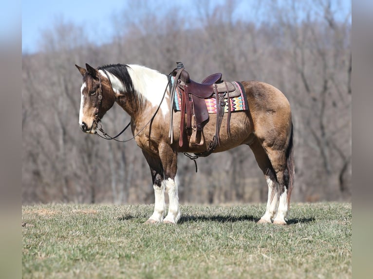 Draft Horse Gelding 11 years 15,1 hh Buckskin in Brodhead, KY