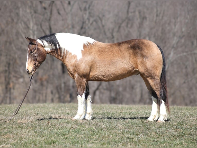 Draft Horse Gelding 11 years 15,1 hh Buckskin in Brodhead, KY