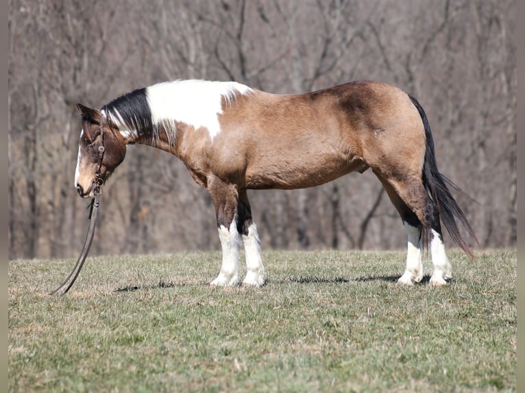 Draft Horse Gelding 11 years 15,1 hh Buckskin in Brodhead, KY