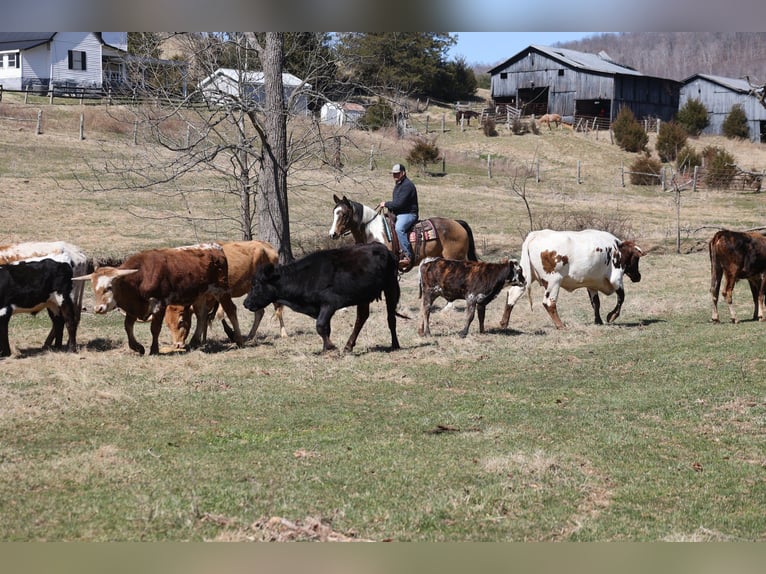 Draft Horse Gelding 11 years 15,1 hh Buckskin in Brodhead, KY