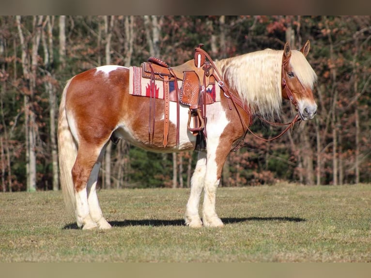 Draft Horse Mix Gelding 11 years 15,1 hh Pinto in Clarion