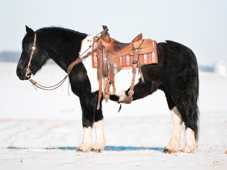 Draft Horse Gelding 11 years 15,1 hh Tobiano-all-colors in Fieldon IA