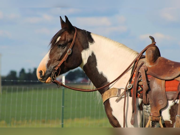 Draft Horse Mix Gelding 11 years 15,1 hh in Sonora, KY