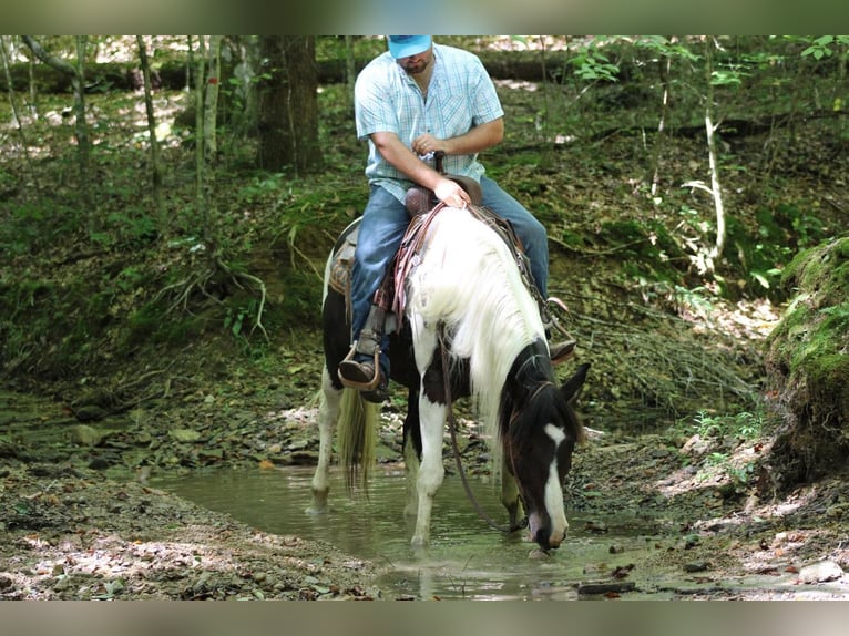 Draft Horse Mix Gelding 11 years 15,1 hh in Sonora, KY