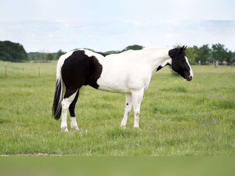 Draft Horse Mix Gelding 11 years 15,2 hh Pinto in Kaufman
