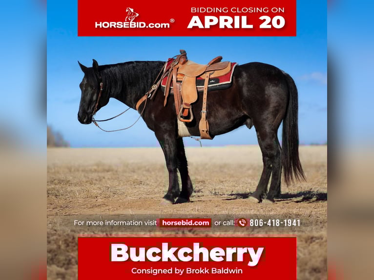 Draft Horse Mix Gelding 11 years 15.2 hh Roan-Blue in Amarillo