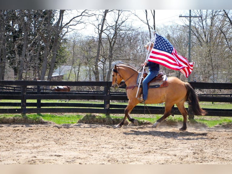 Draft Horse Gelding 11 years 15,3 hh Dun in Highland MI