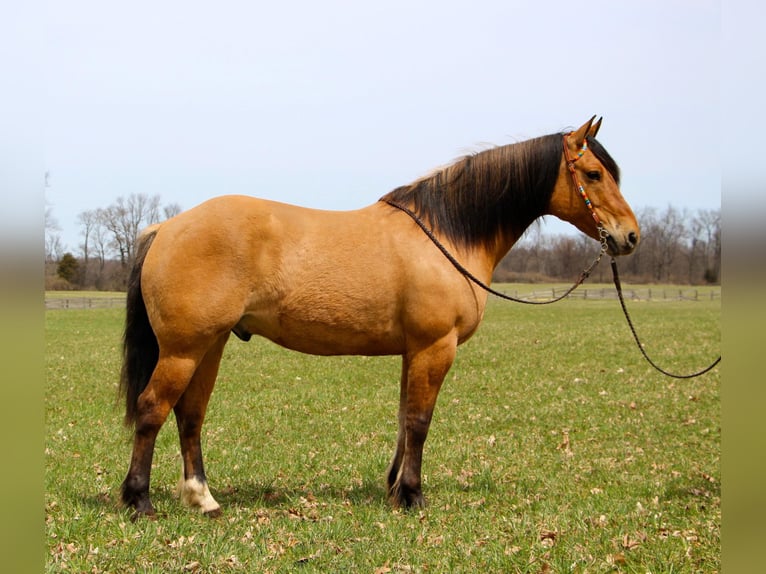 Draft Horse Gelding 11 years 15,3 hh Dun in Highland MI