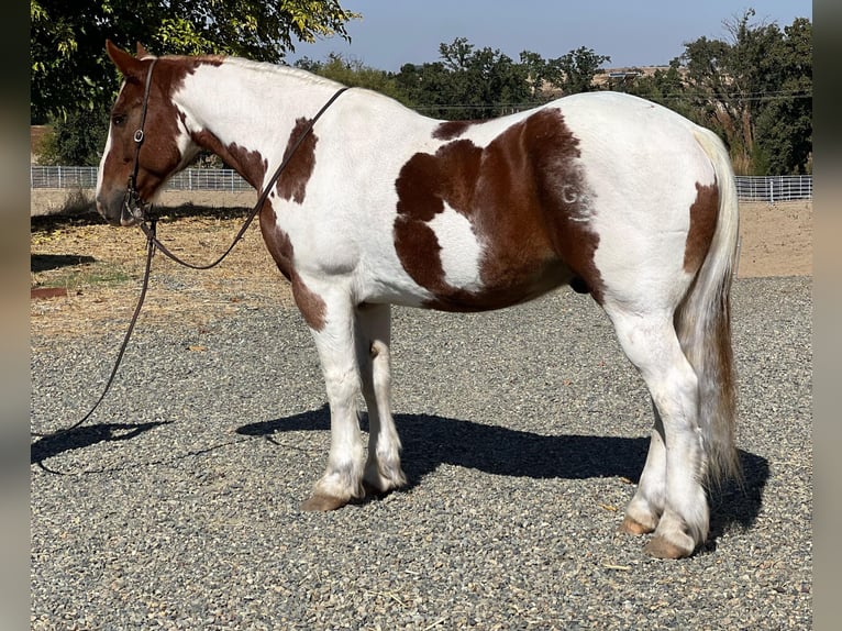 Draft Horse Gelding 11 years 15,3 hh Tobiano-all-colors in Lincoln CA