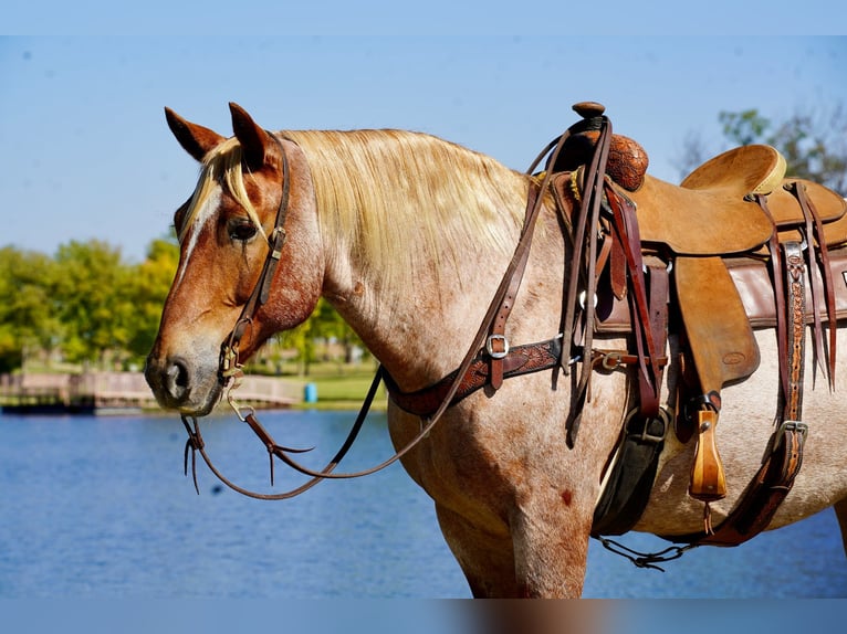 Draft Horse Mix Gelding 11 years 15,2 hh Roan-Red in Corsica, SD