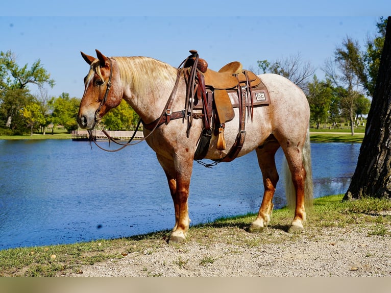 Draft Horse Mix Gelding 11 years 15,2 hh Roan-Red in Corsica, SD