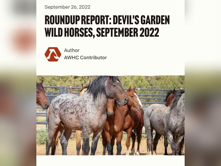 Draft Horse Gelding 11 years 16 hh Bay in Republic, MO