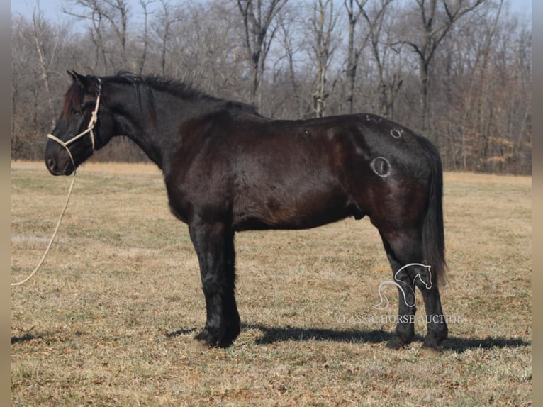 Draft Horse Gelding 11 years 16 hh Black in Charleston, IL