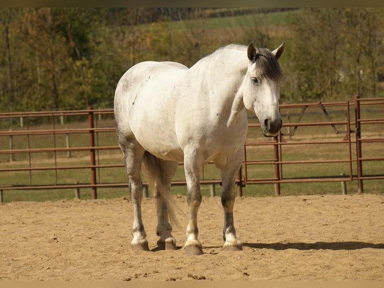 Draft Horse Mix Gelding 11 years 16 hh Grey in Fresno