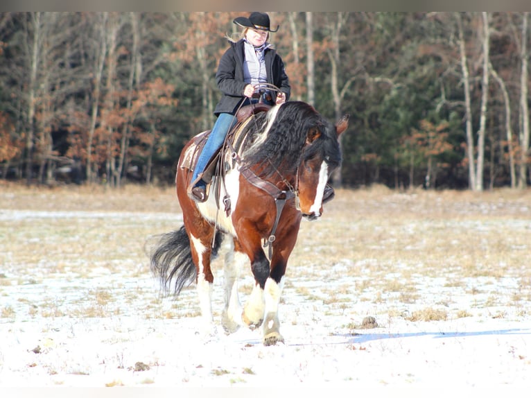 Draft Horse Mix Gelding 11 years 16 hh Pinto in Clarion