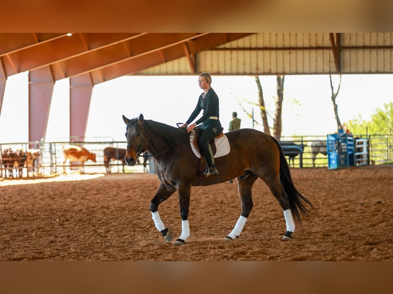 Draft Horse Mix Gelding 11 years 17.2 hh Roan-Bay in Quitman