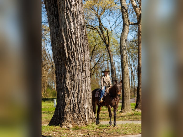 Draft Horse Mix Gelding 11 years 17.2 hh Roan-Bay in Quitman