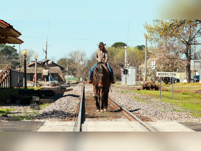 Draft Horse Mix Gelding 11 years 17.2 hh Roan-Bay in Quitman
