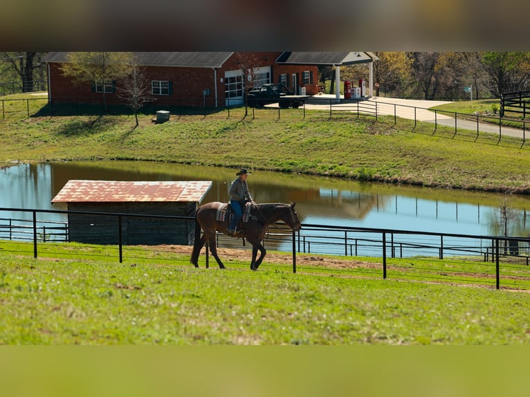 Draft Horse Mix Gelding 11 years 17.2 hh Roan-Bay in Quitman