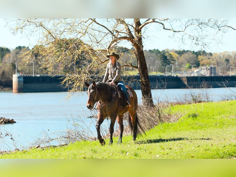 Draft Horse Mix Gelding 11 years 17.2 hh Roan-Bay in Quitman