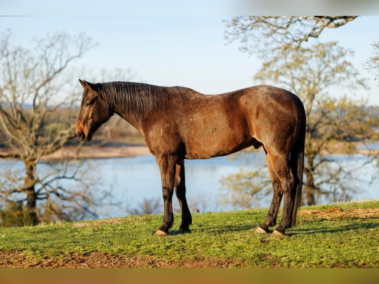 Draft Horse Mix Gelding 11 years 17.2 hh Roan-Bay in Quitman