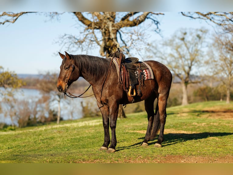 Draft Horse Mix Gelding 11 years 17.2 hh Roan-Bay in Quitman