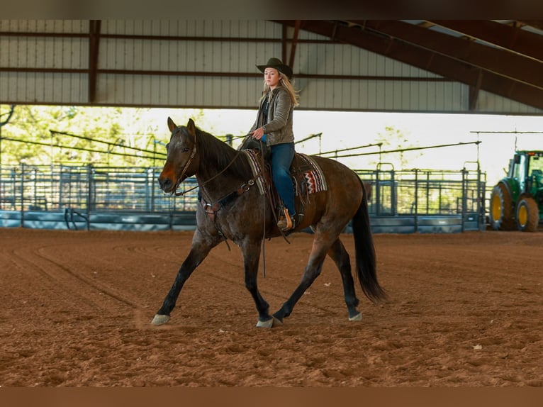 Draft Horse Mix Gelding 11 years 17.2 hh Roan-Bay in Quitman