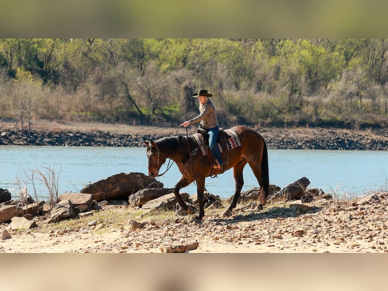 Draft Horse Mix Gelding 11 years 17.2 hh Roan-Bay in Quitman